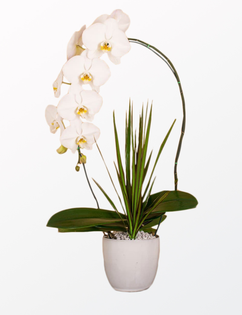 خرید گلدان آپارتمانی ارکیده سفید خرید گلدان آپارتمانی ارکیده سفید